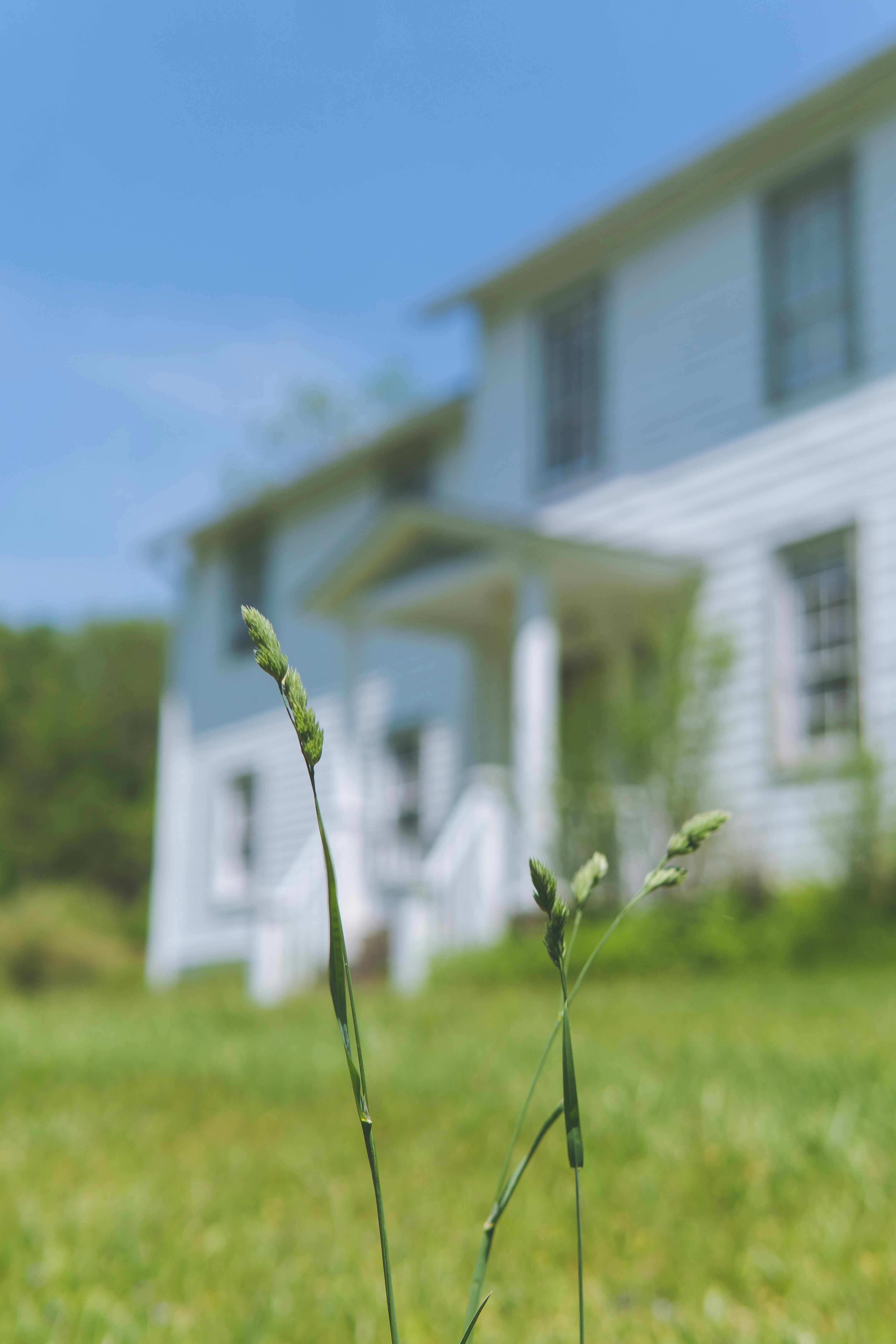 Grasses stand in front of a house.