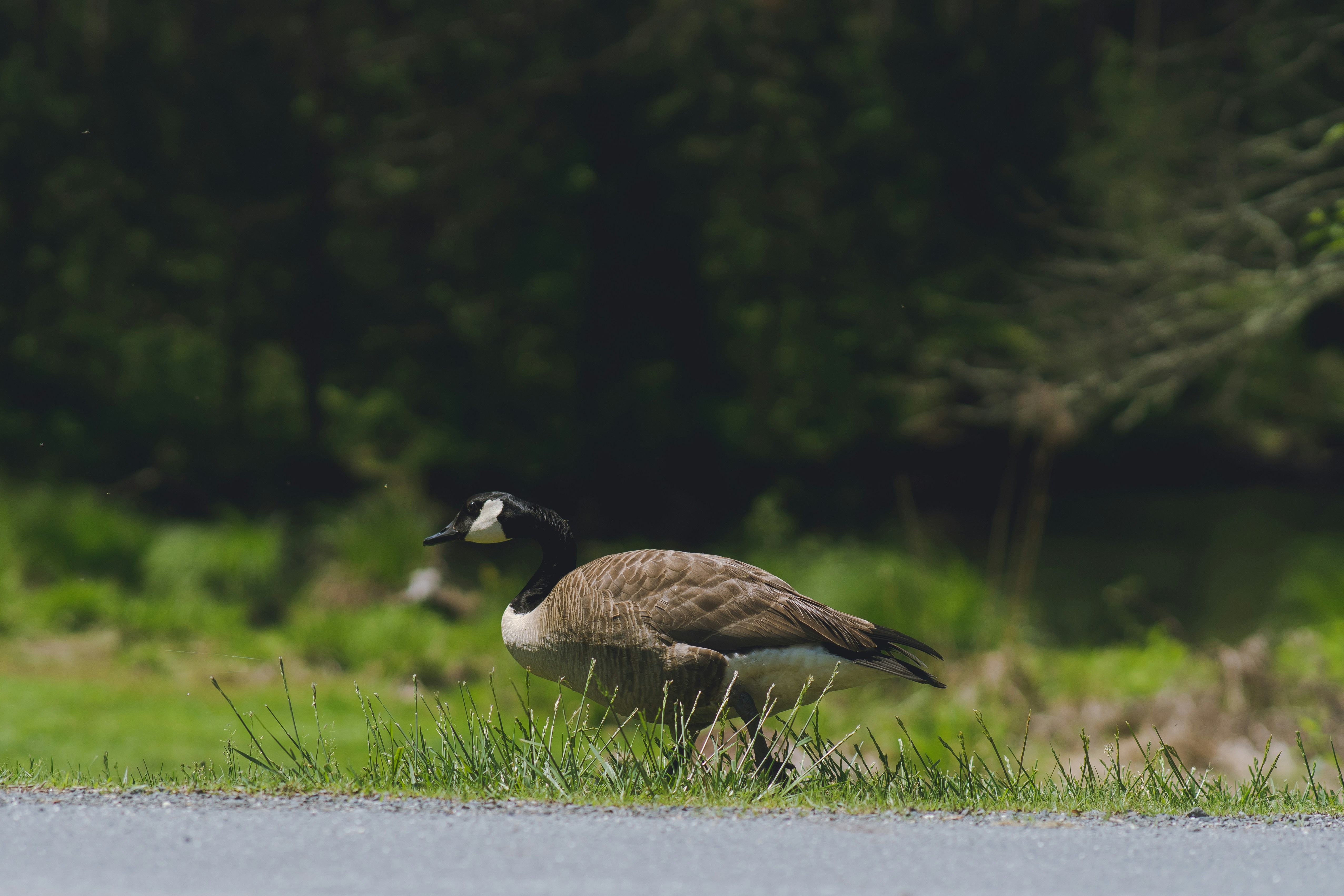A goose walks along the edge of a road.