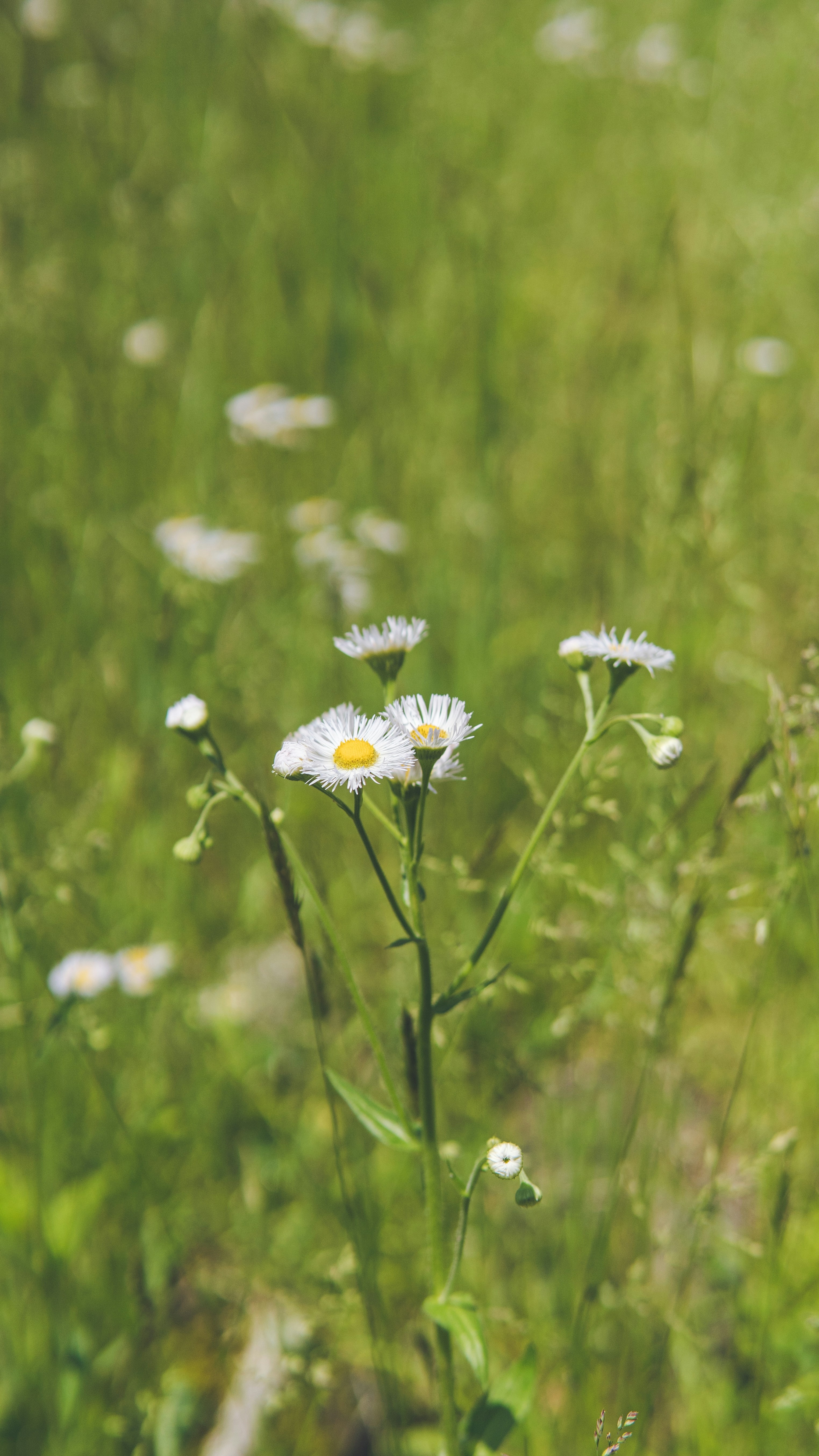 Photo by mannythegrapher