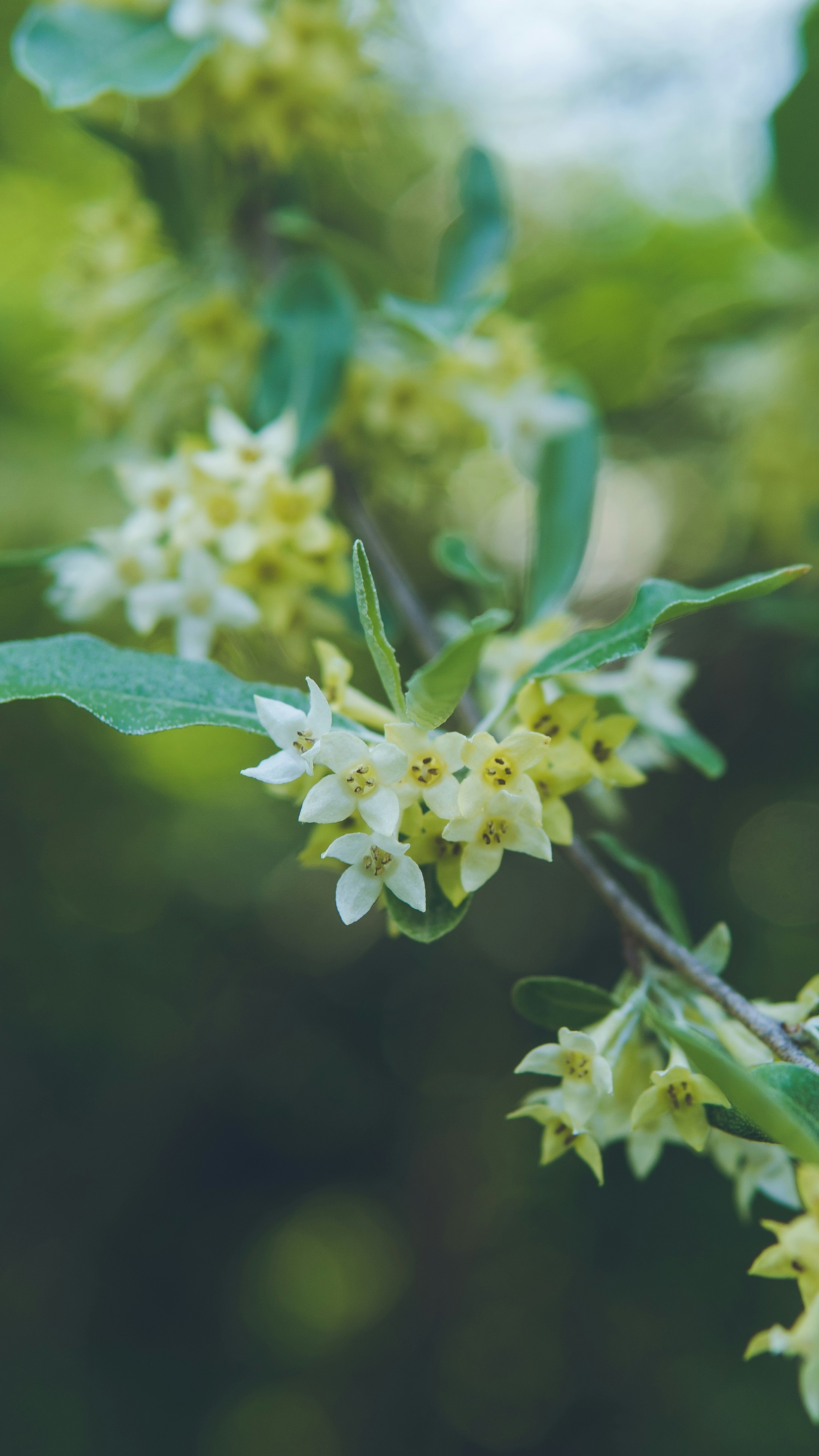 White and yellow flowers blooming on a branch.
