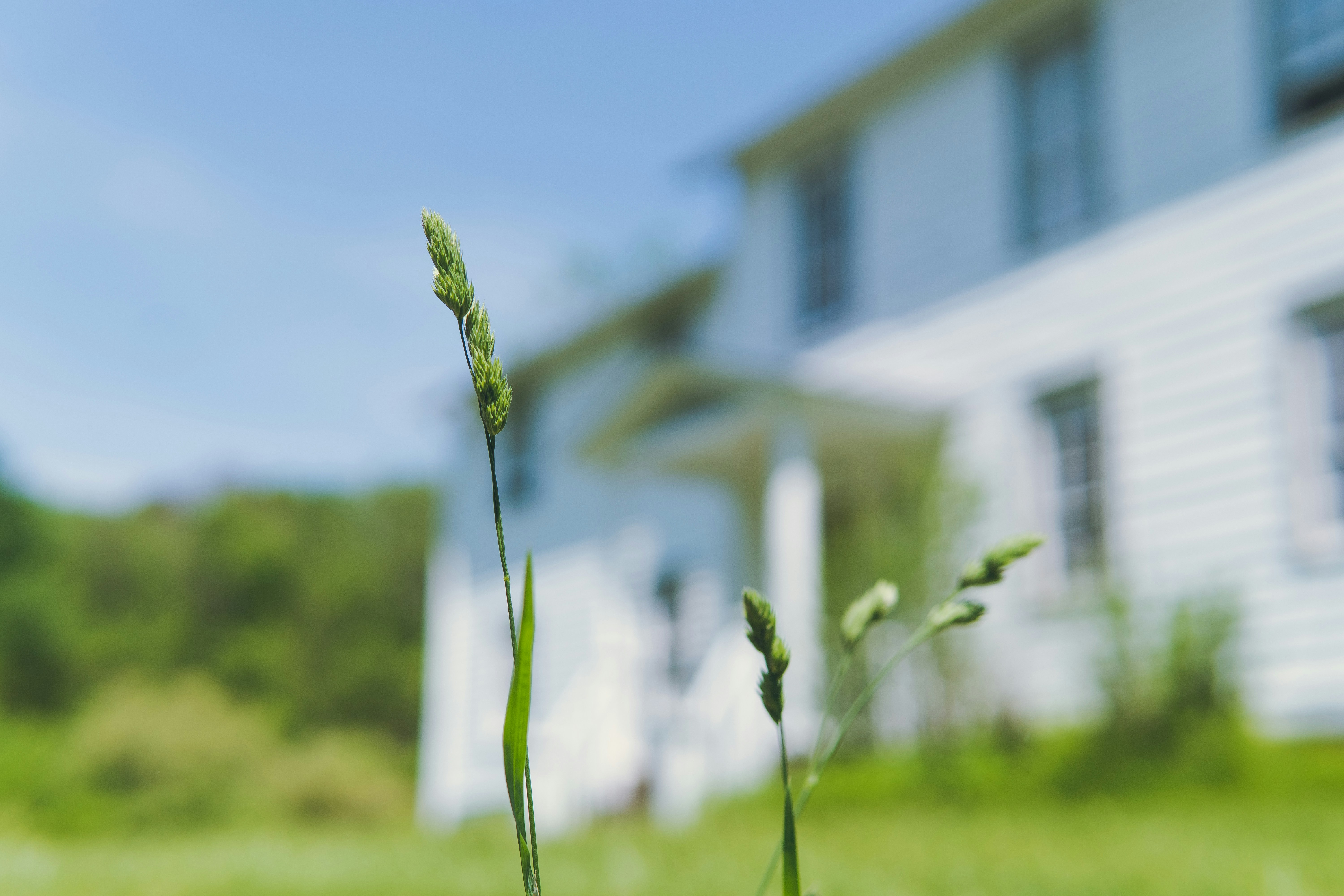Grass in front of a house on a sunny day.