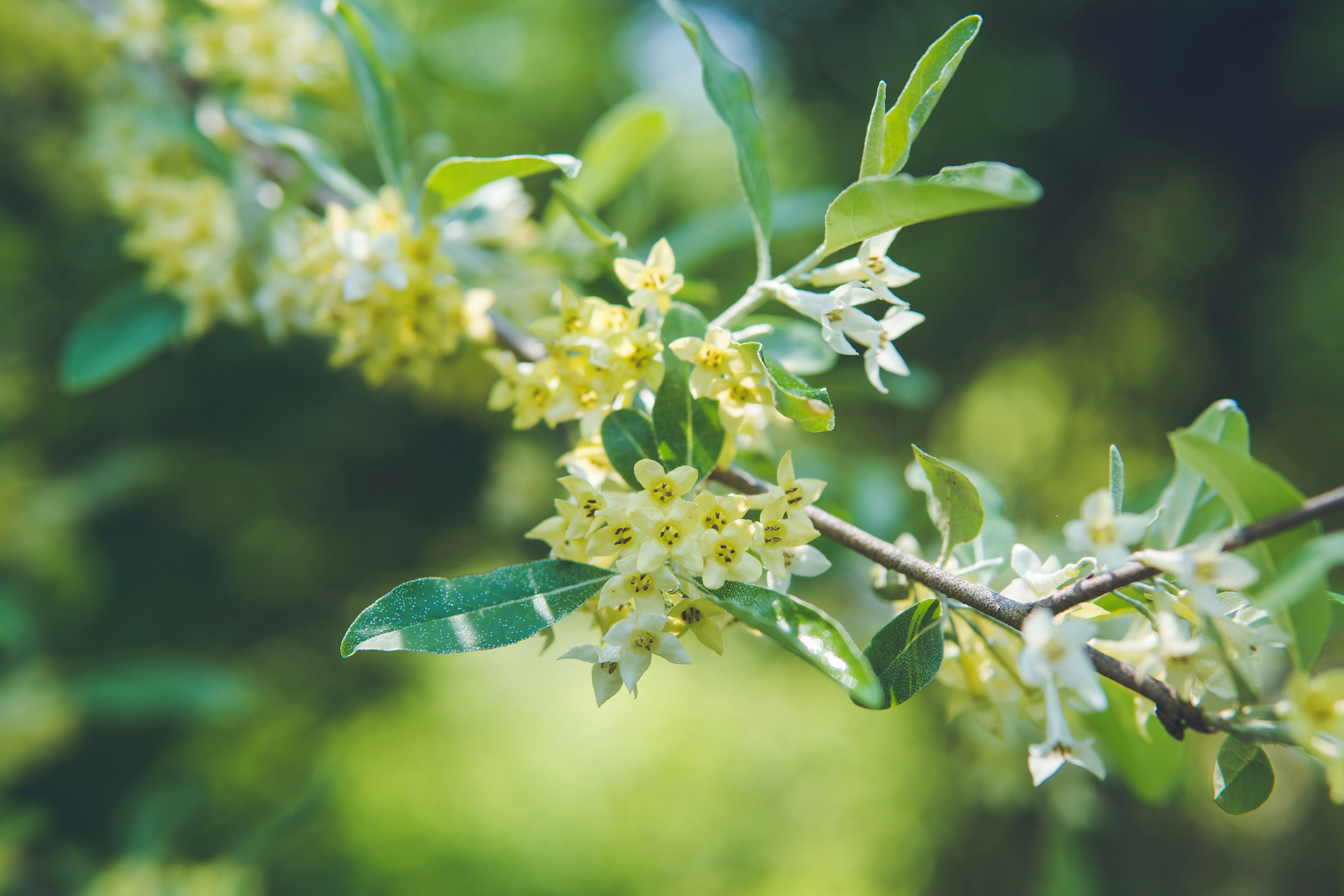 Photo by mannythegrapher