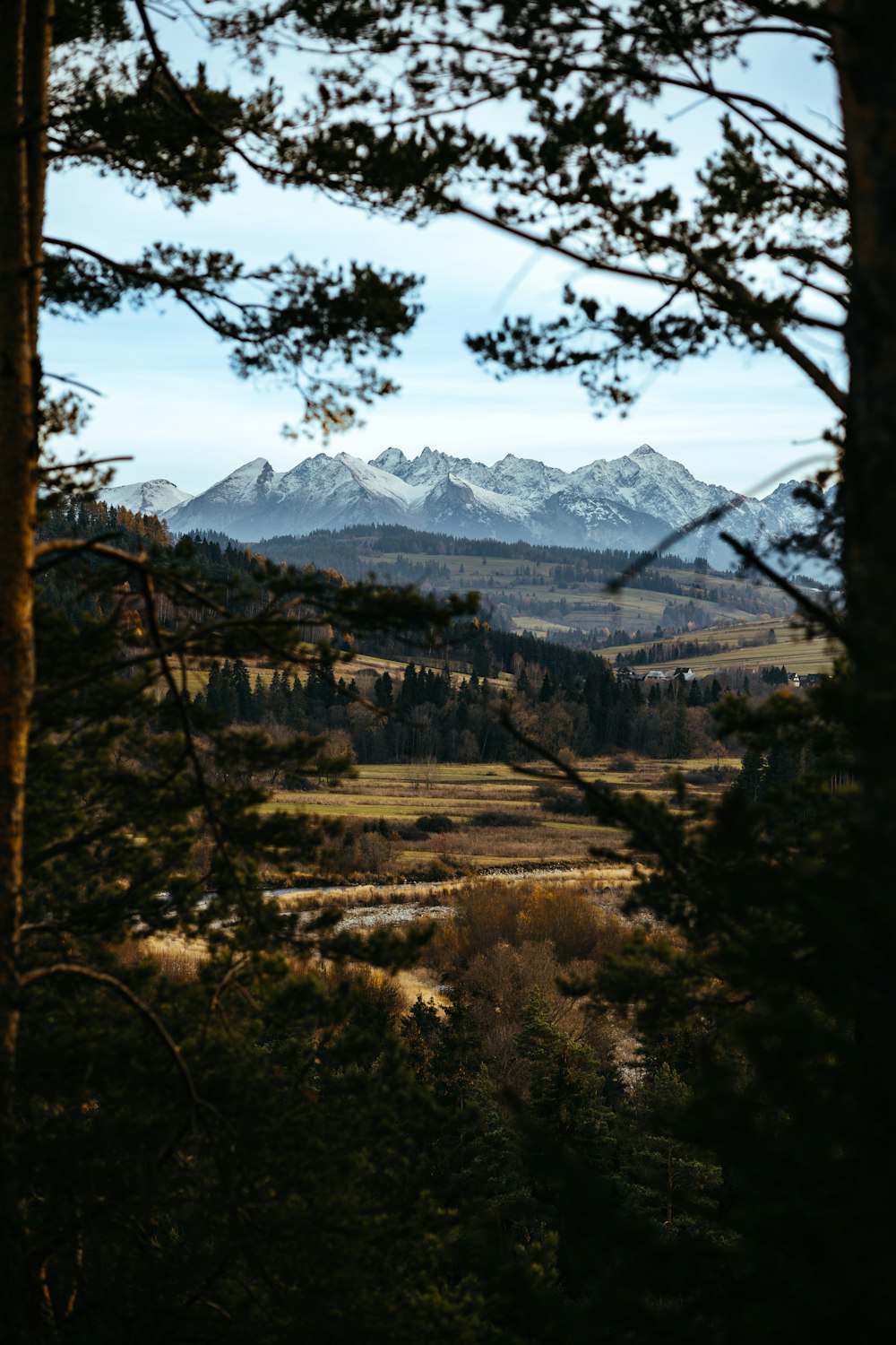 a view of a mountain range from a forest