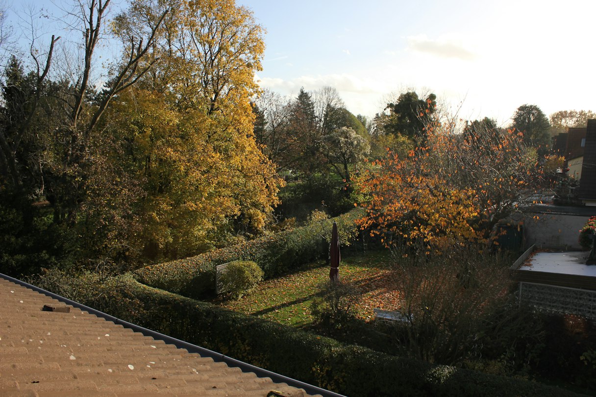 Fall seasonal yard cleanup with raked leaves and trimmed bushes