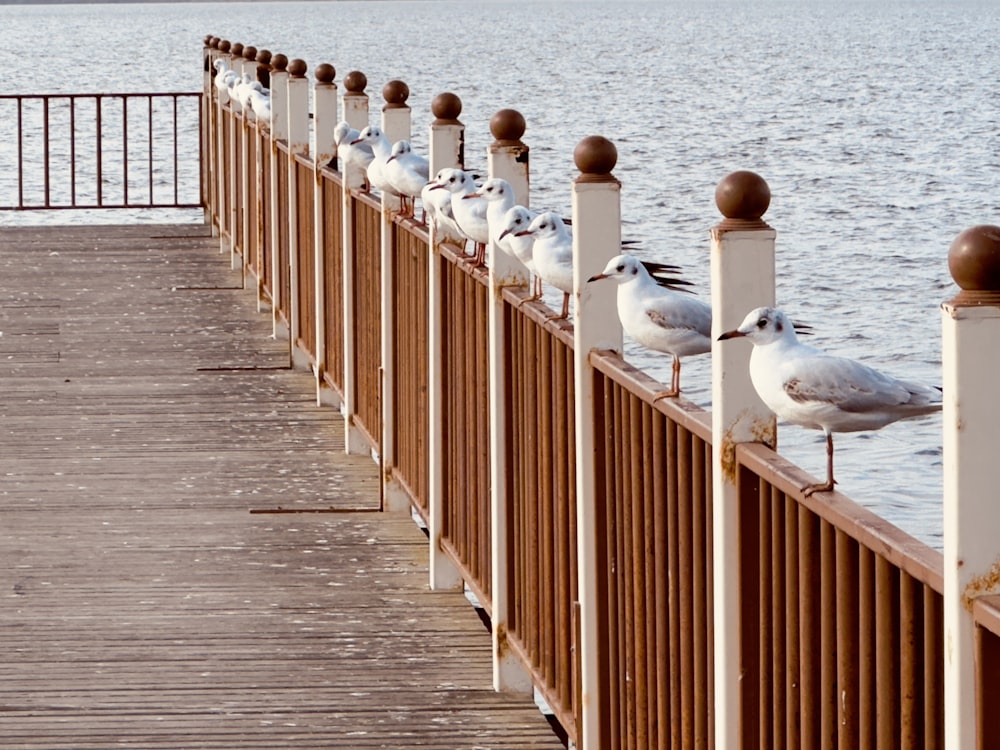 a group of seagulls on a wooden railing