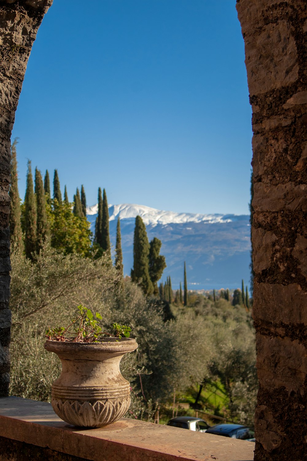 a potted plant on a ledge overlooking a snowy mountain range