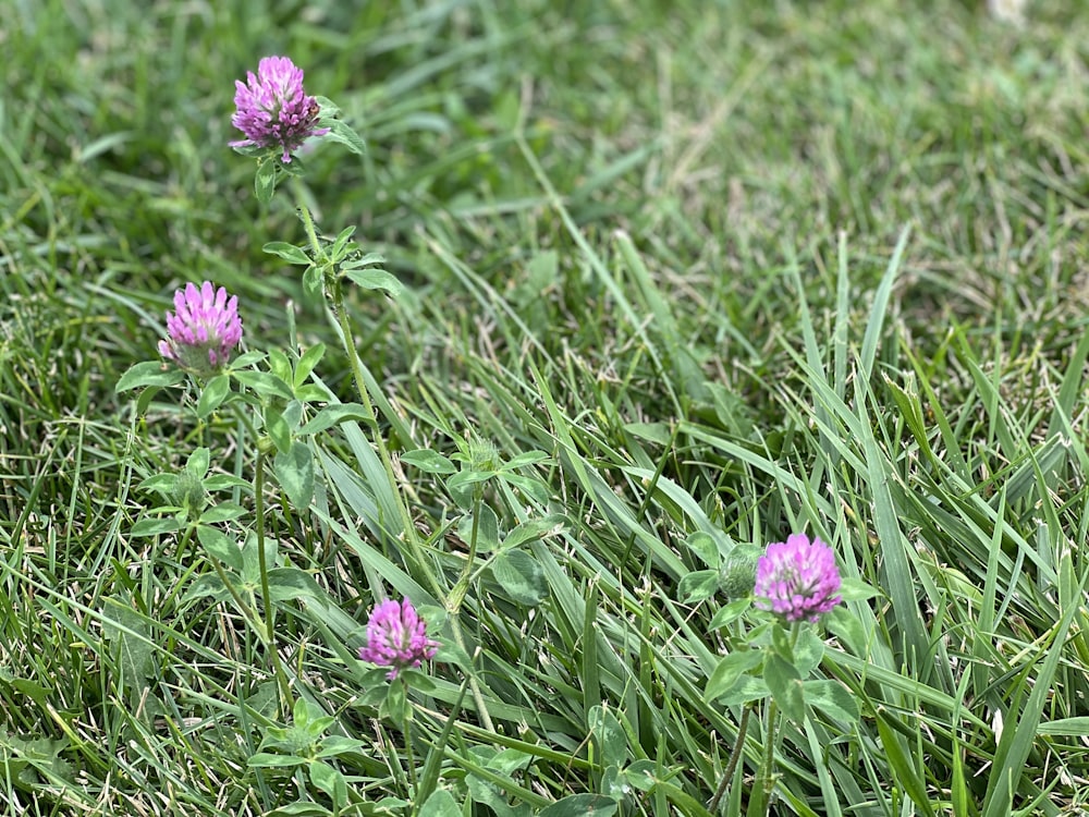 a group of purple flowers in grass