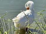 a white bird in the water