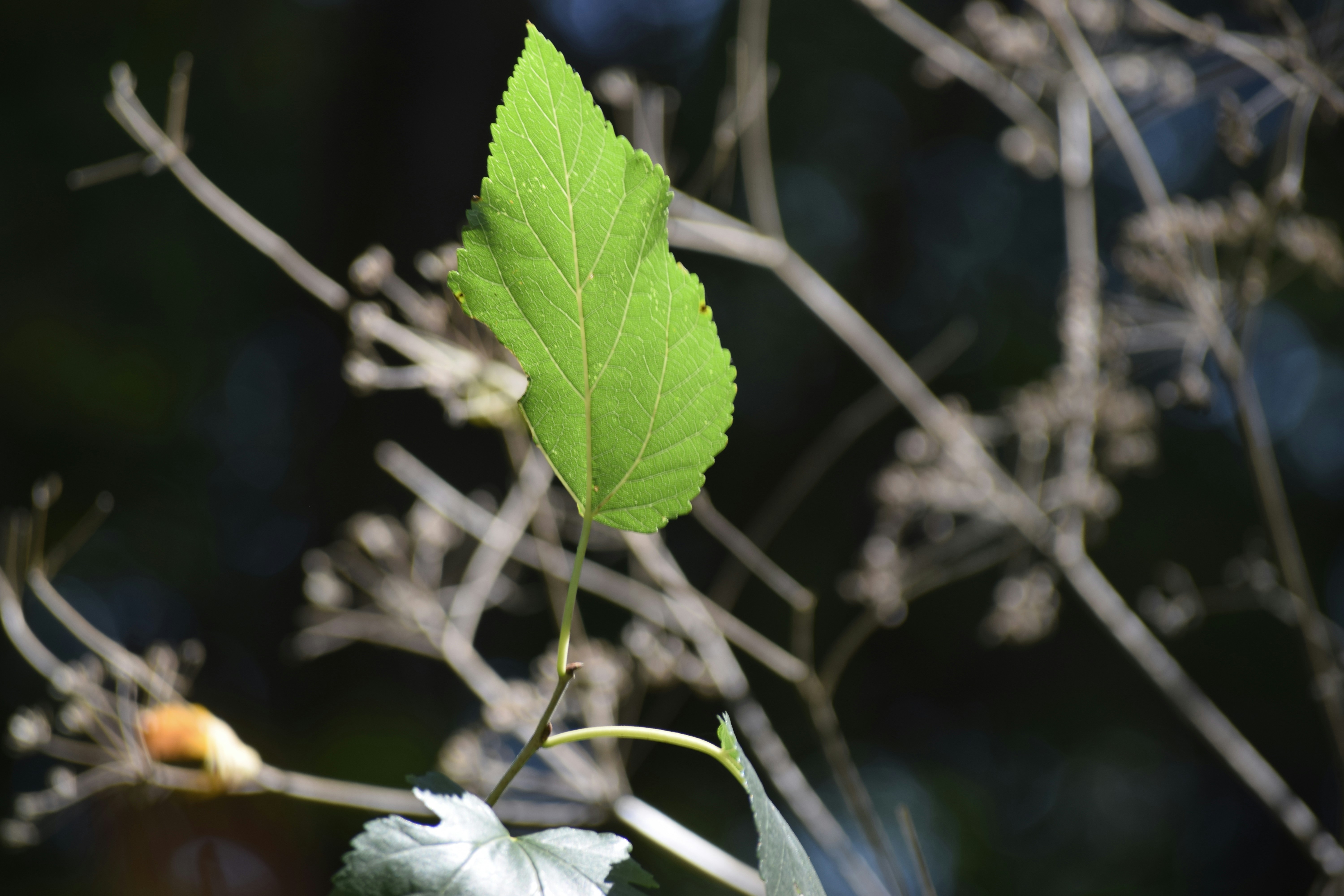 Photo by elsa_carolina