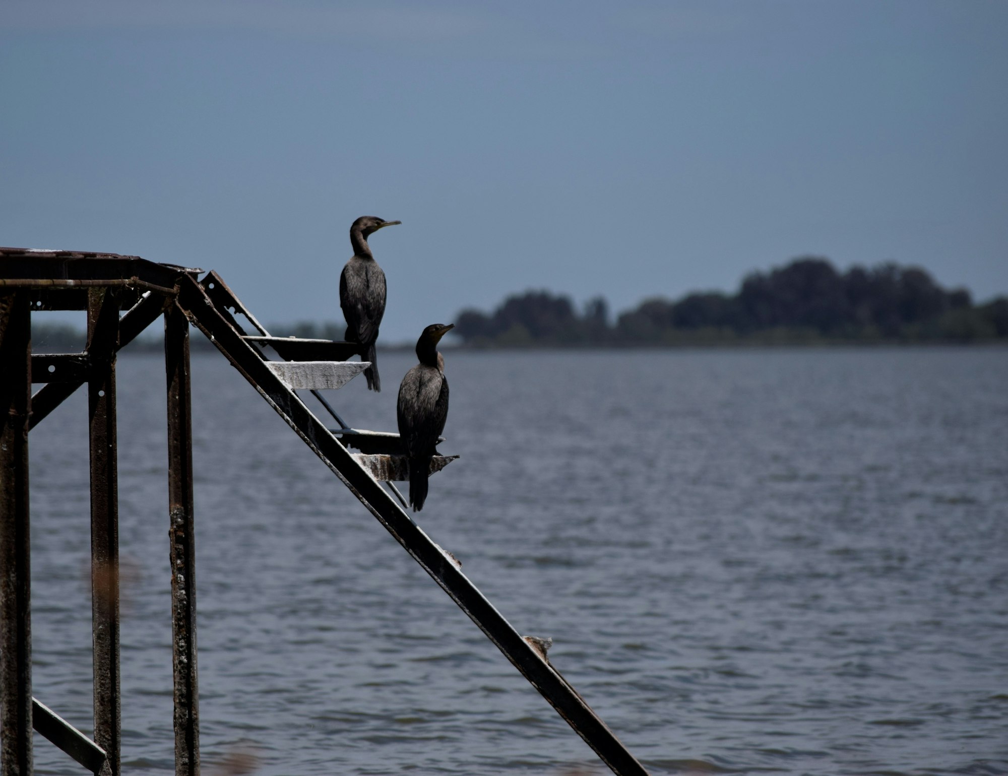 Aves silvestres en la laguna de Chascomús