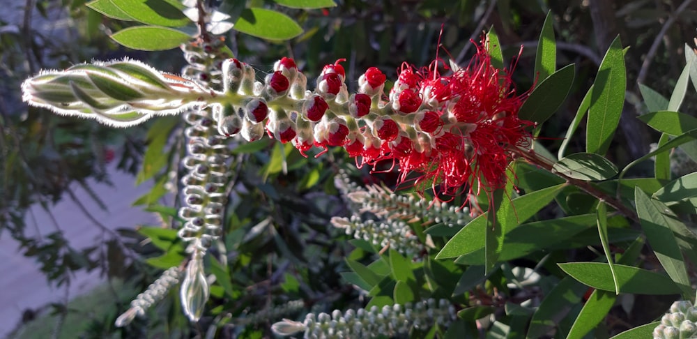 a close up of a red flower