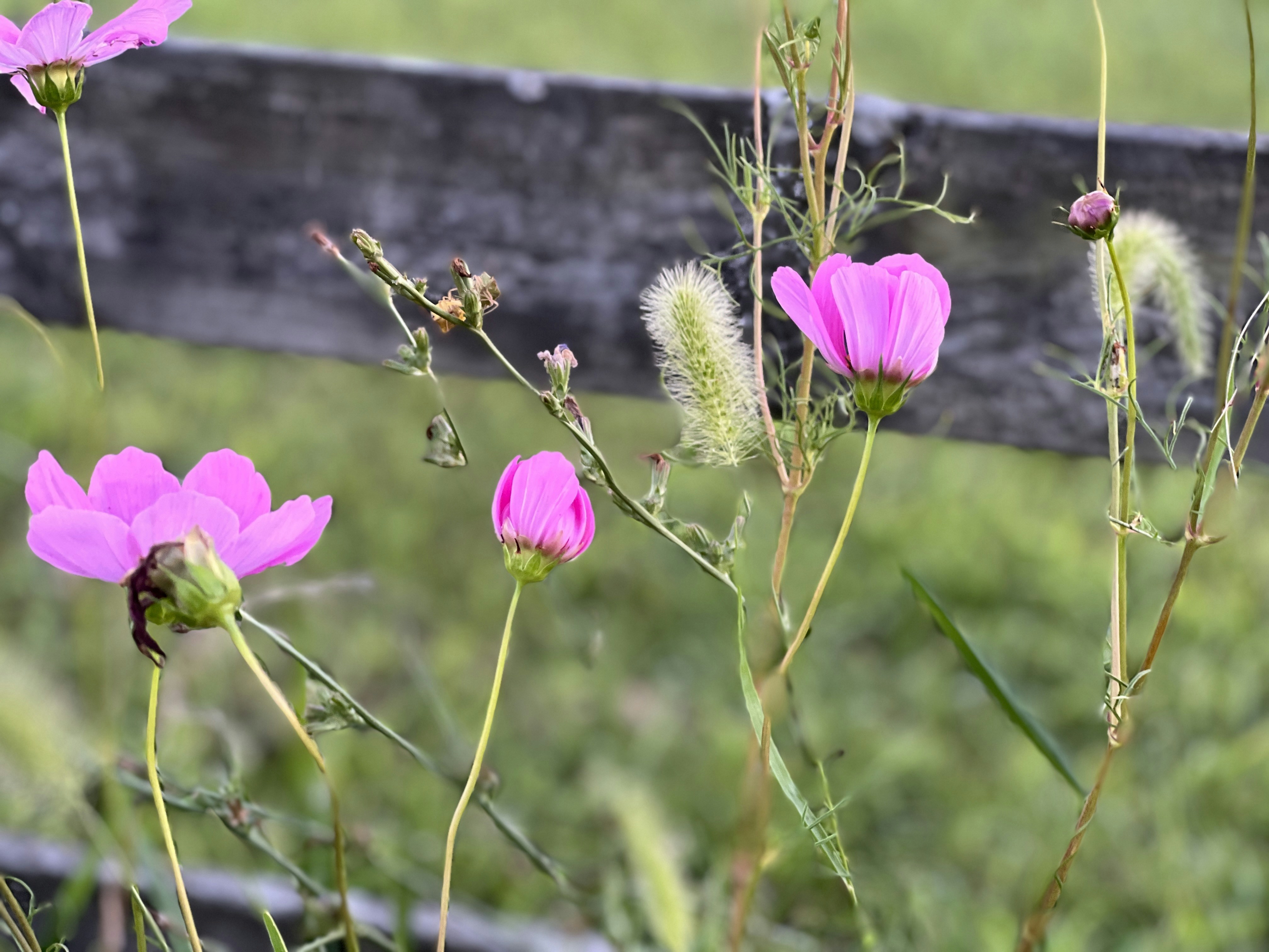 Gros plan d’une fleur