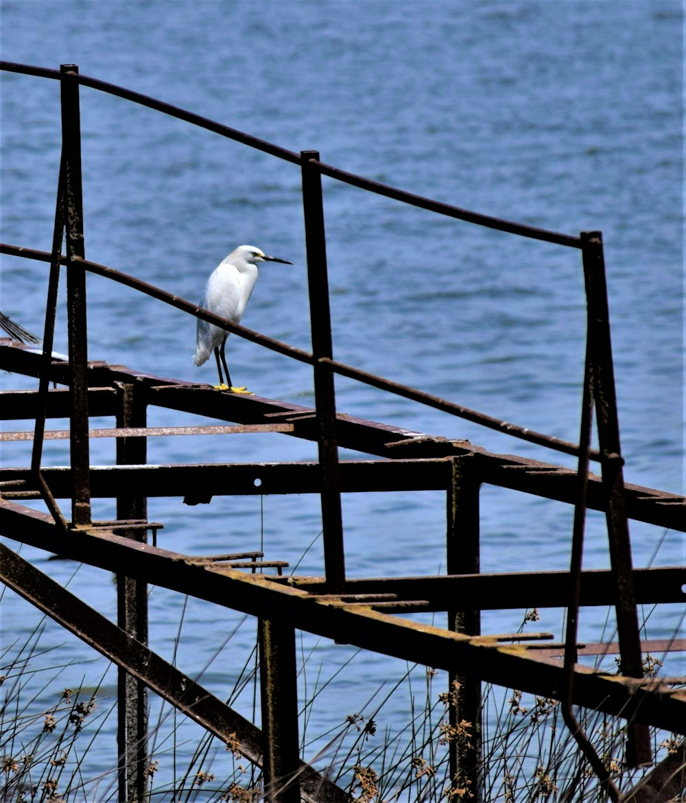 a bird on a metal railing