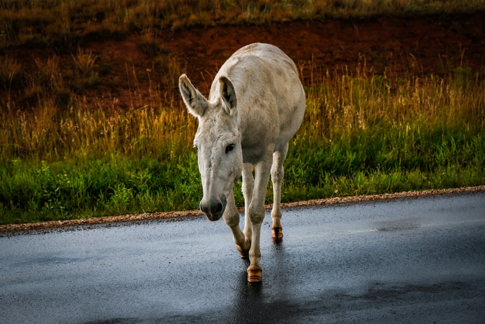 a white donkey walking on a road