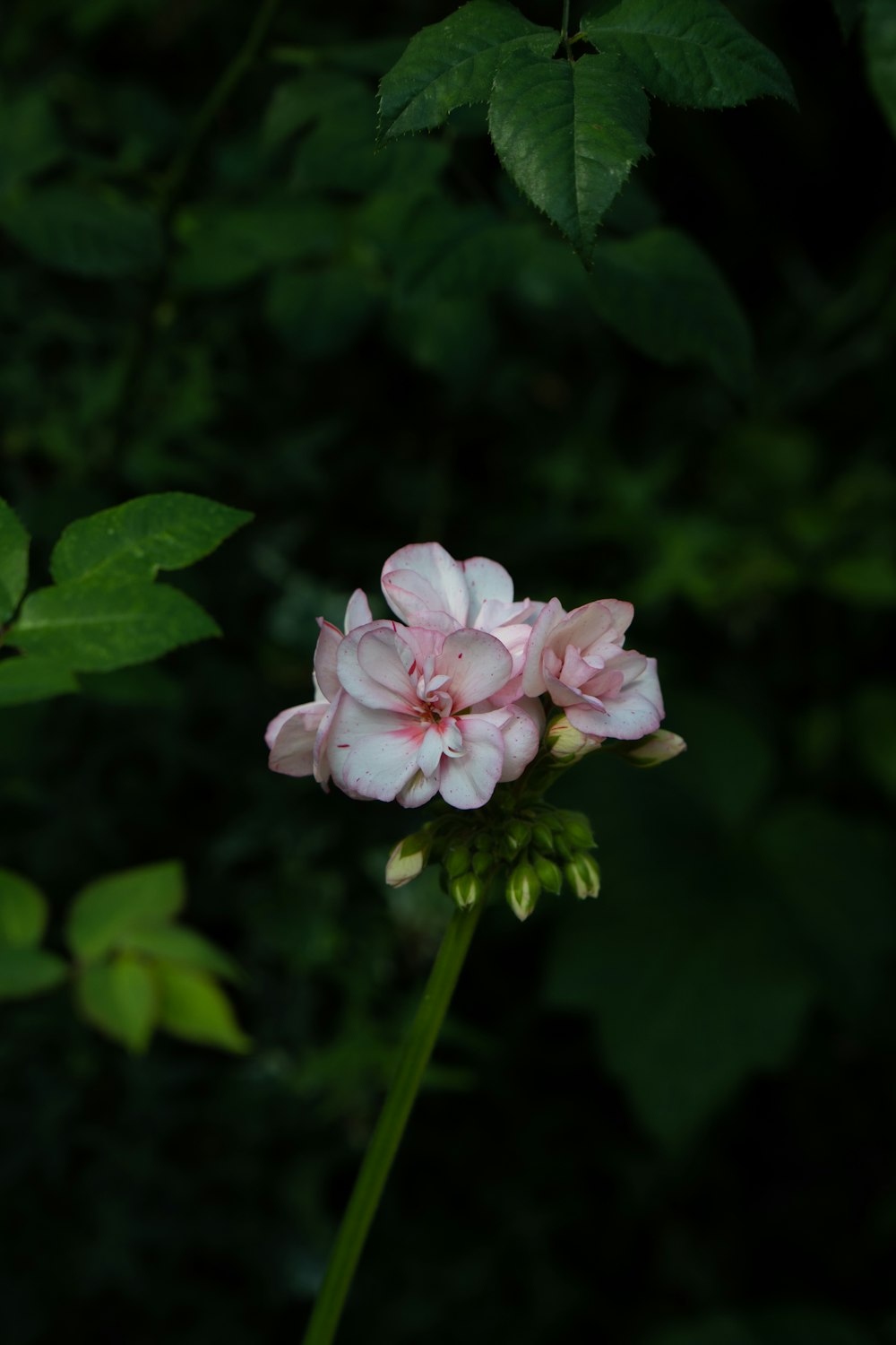 a close up of a flower