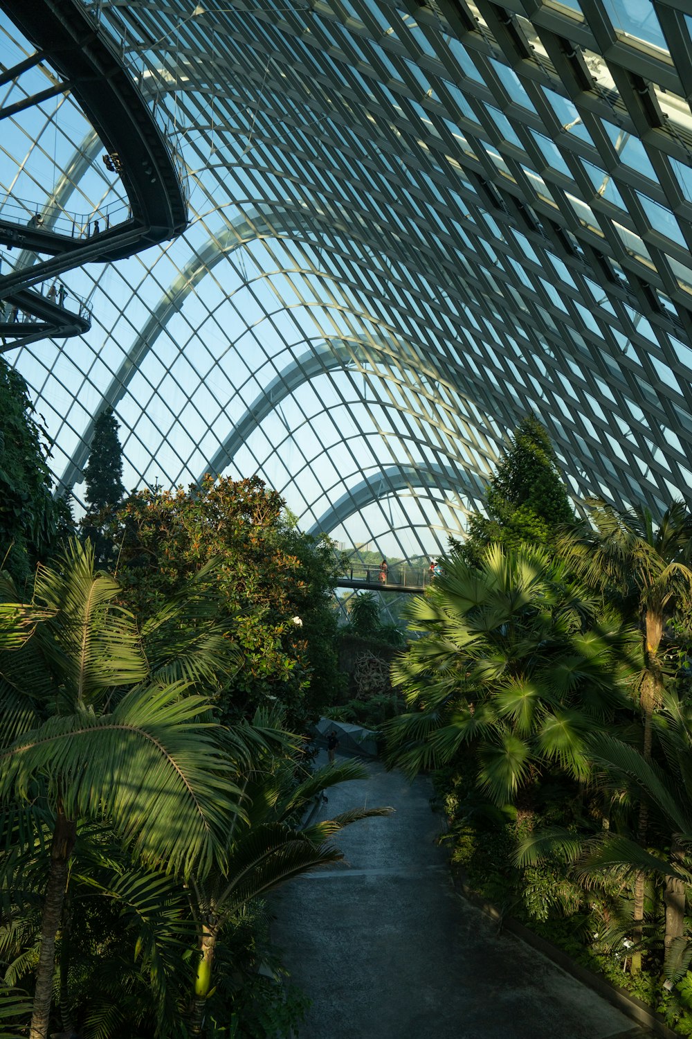 a walkway with trees and plants