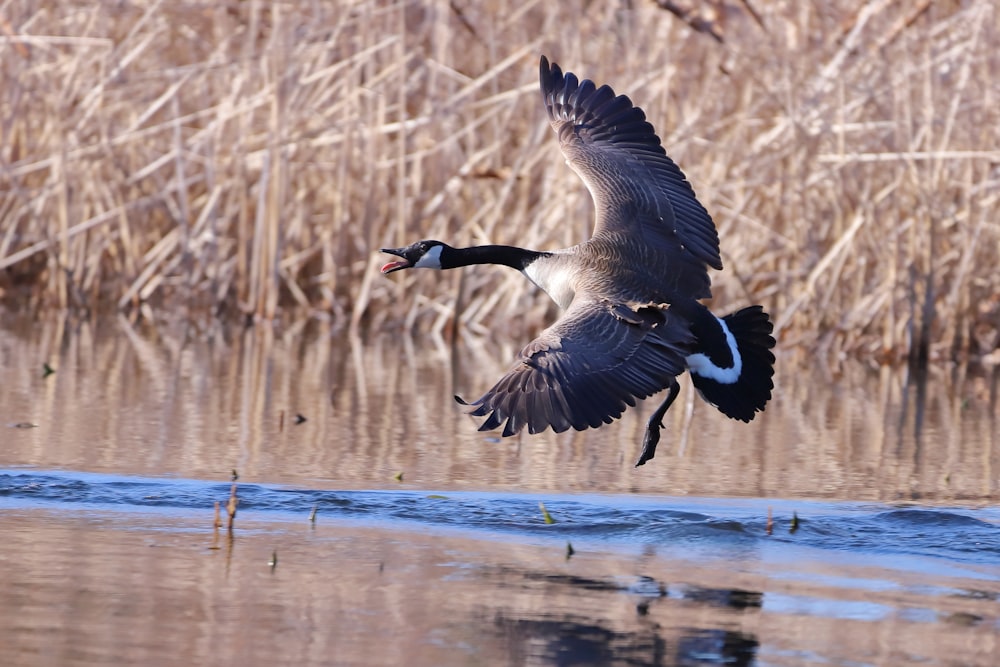 a couple of birds flying over water