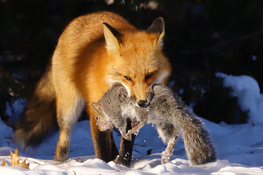 a fox with a squirrel in the snow