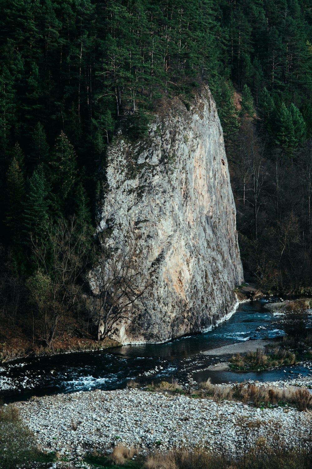 a large rock in a forest