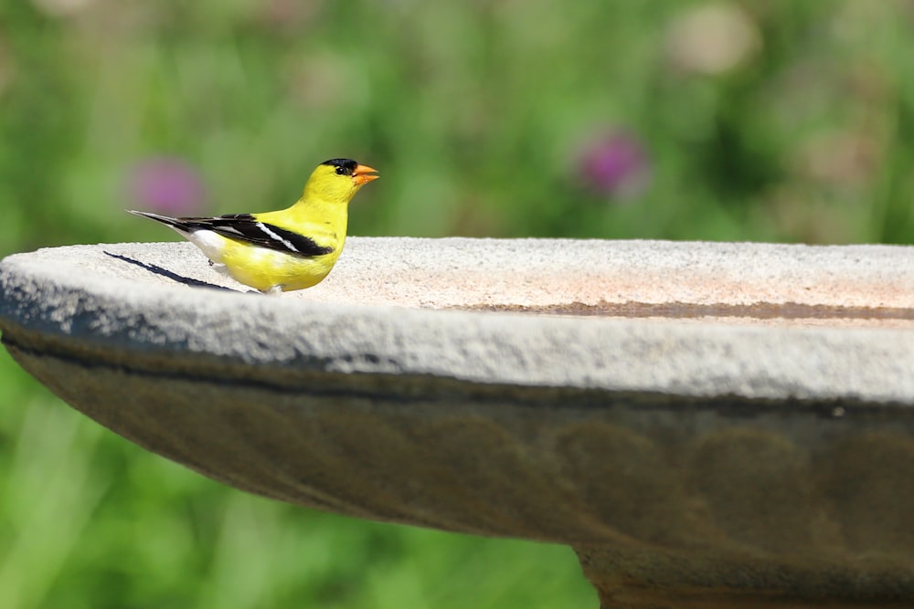 a yellow bird on a stone