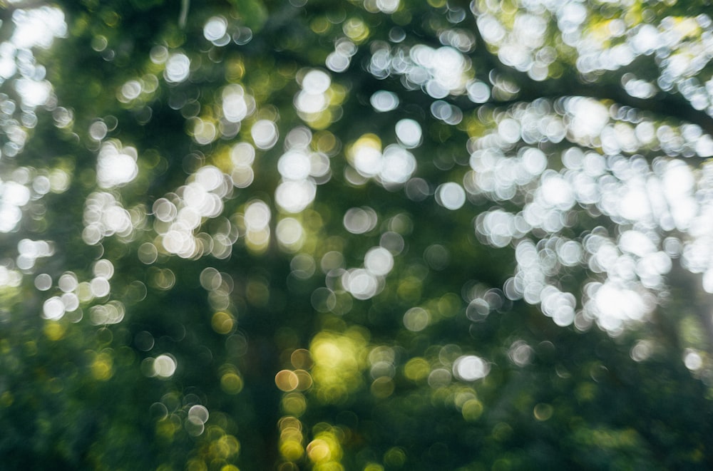 water droplets on a tree