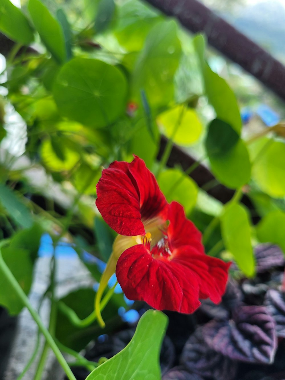 a red flower on a plant