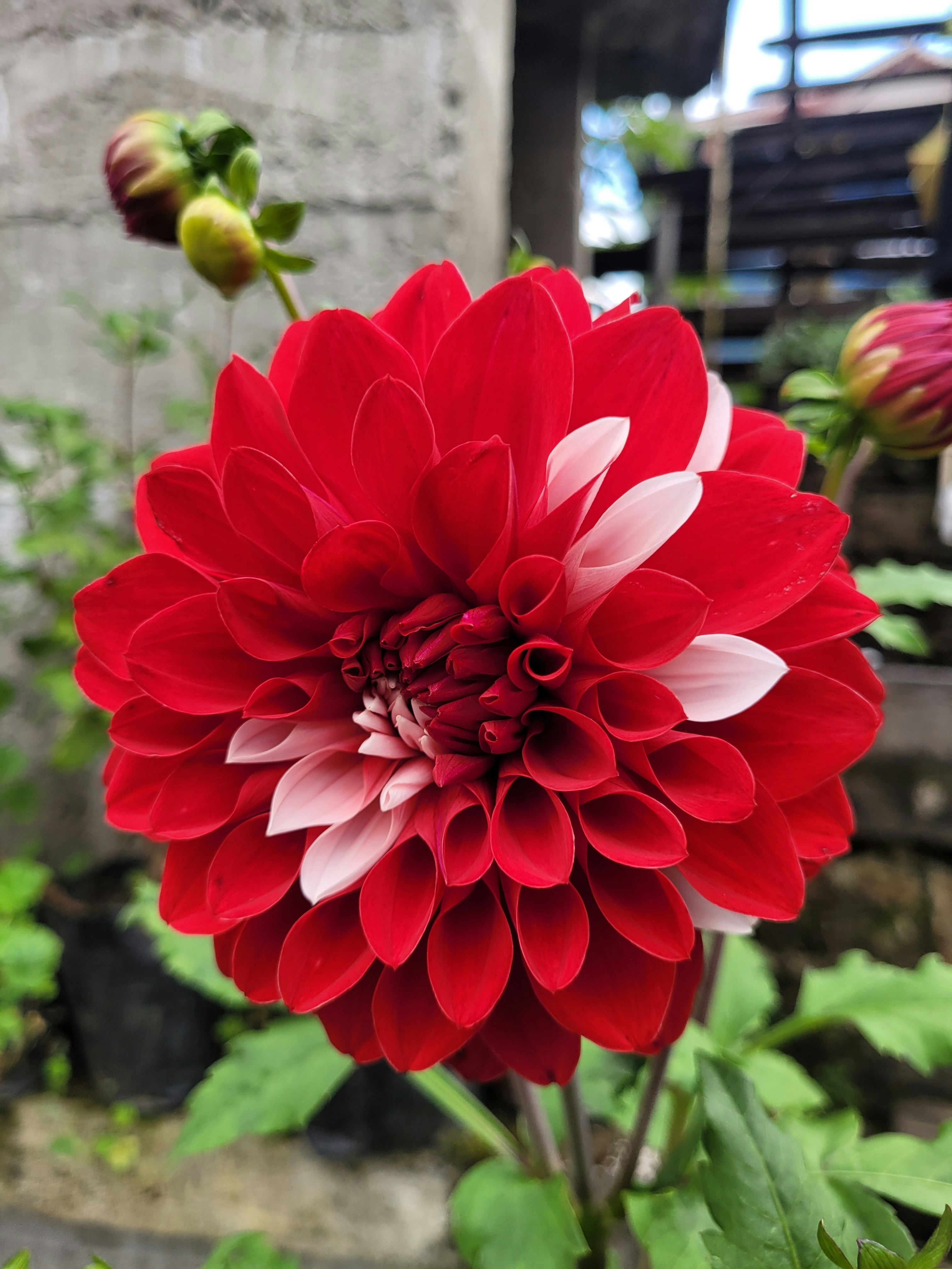 a close up of a flower