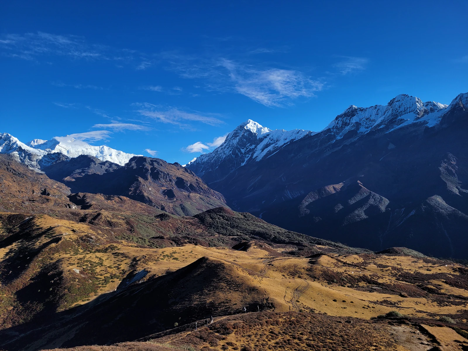 A line of tiny trekkers crossing the golden high meadows around Dzongri in West Sikkim, snow peaks of the Kanchenjunga range behind
