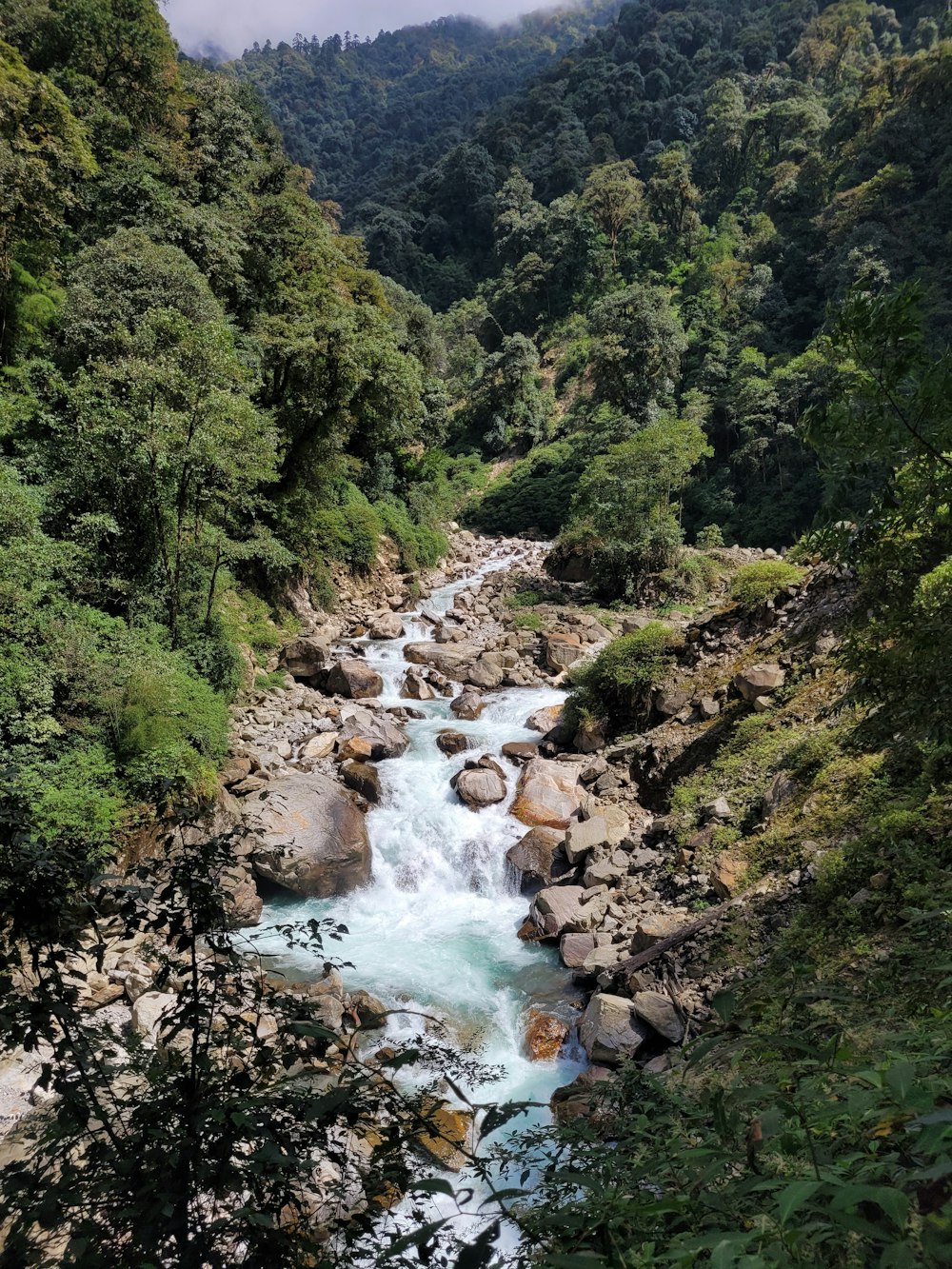 a river running through a forest