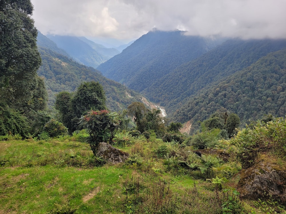 a valley with trees and mountains in the background