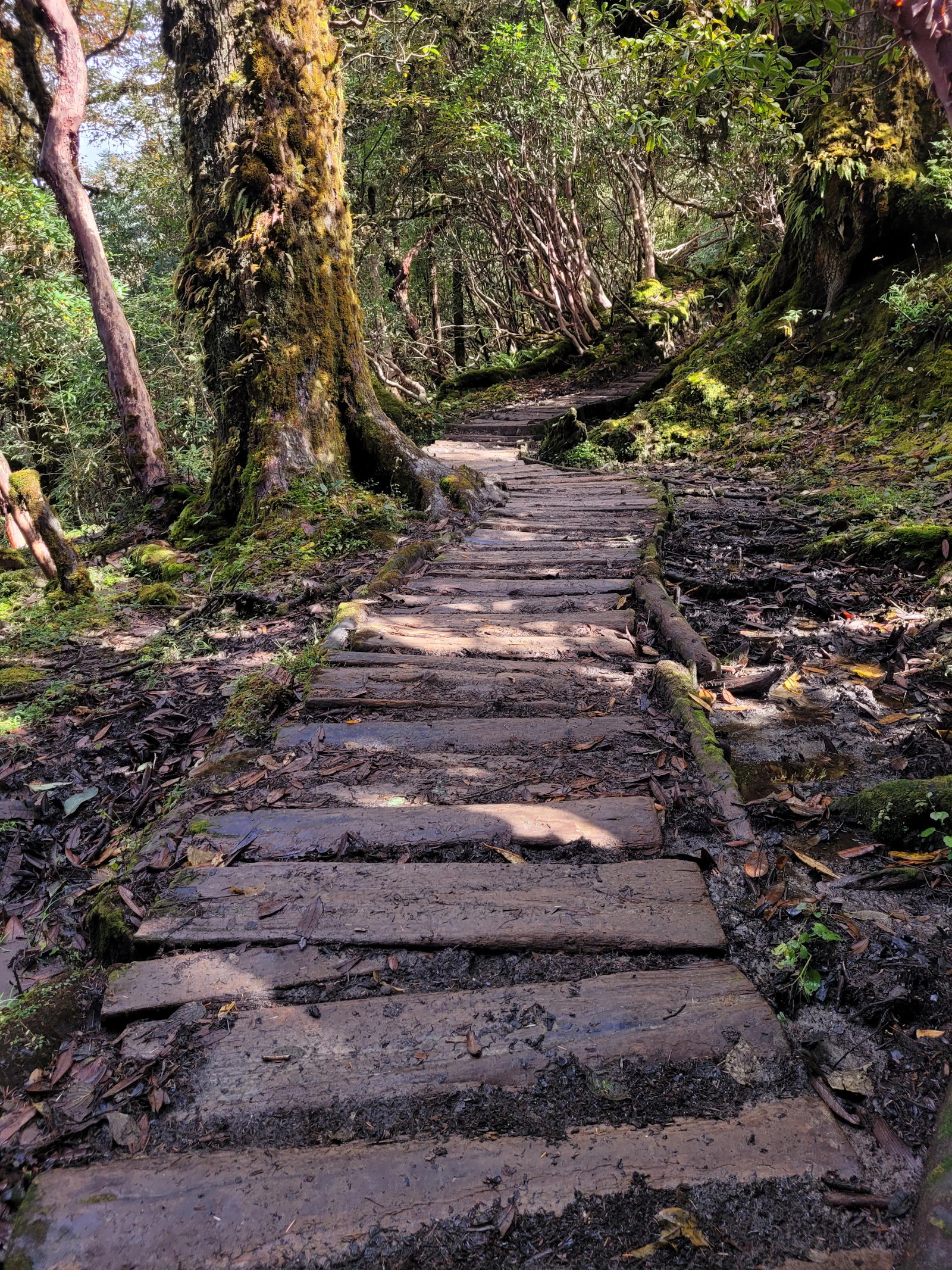 Split log steps laid along the Goecha La trail through moss hung rhododendron and fir forest in West Sikkim