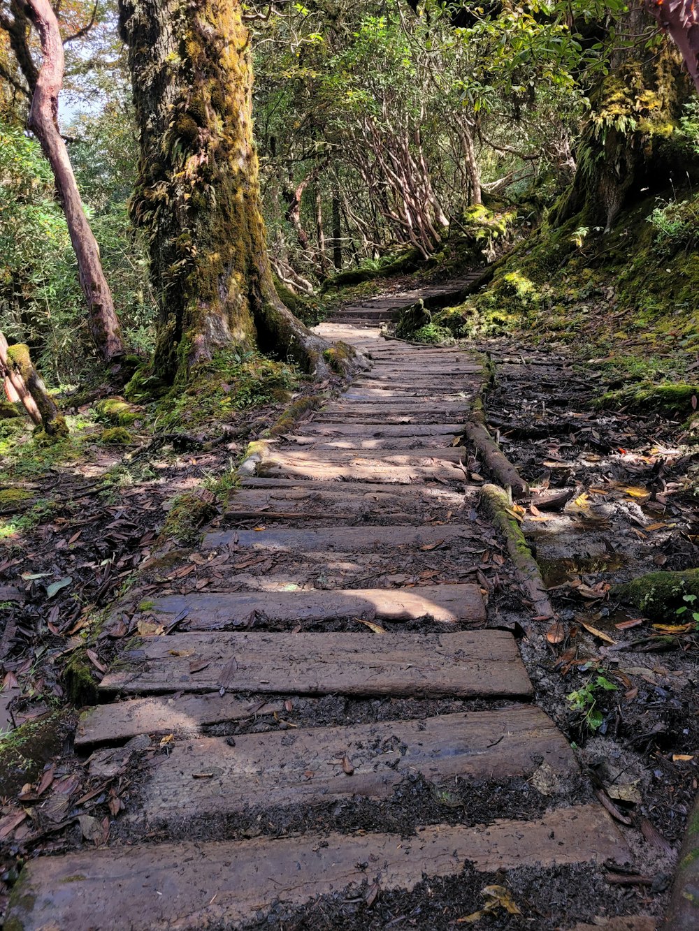 a set of stairs in a forest