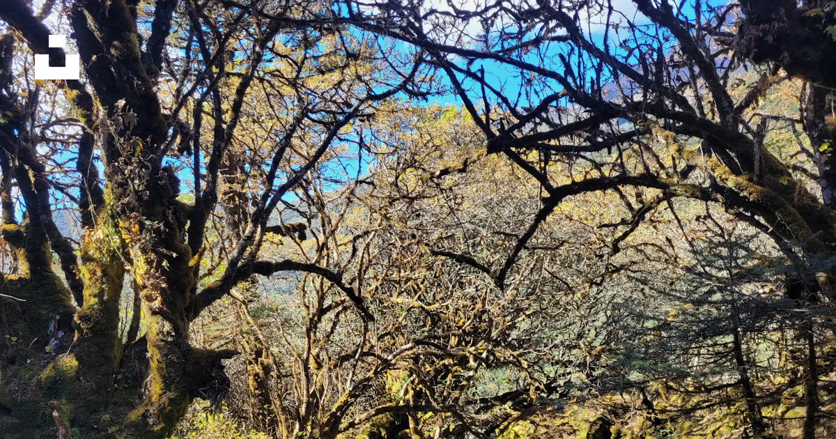 Foto Un árbol con muchas ramas – Imagen Árbol gratis en Unsplash