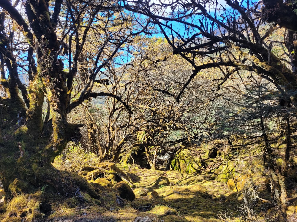 a tree with many branches