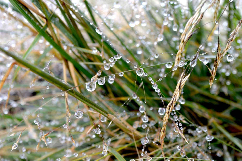 water droplets on a leaf