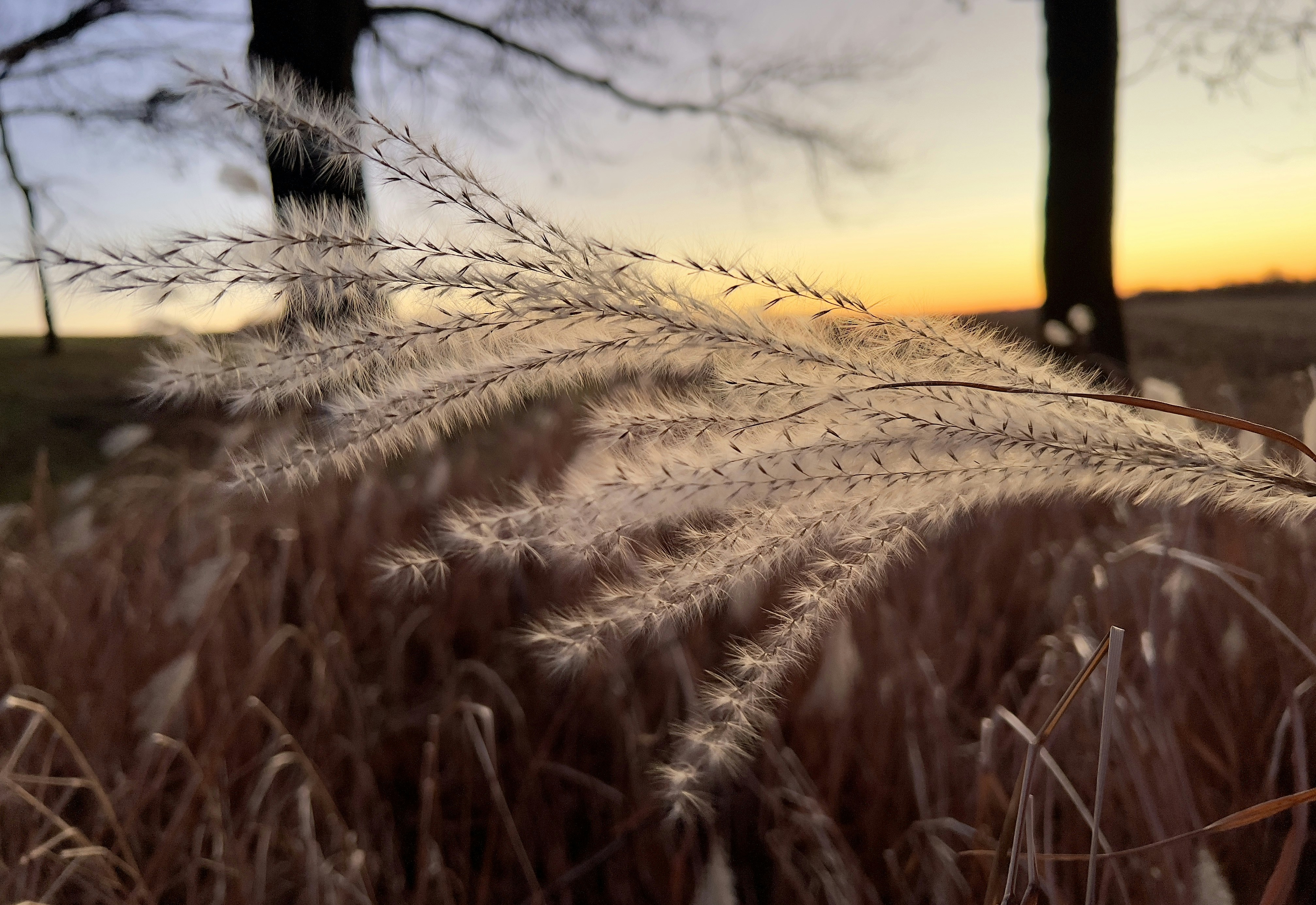 a close up of some grass