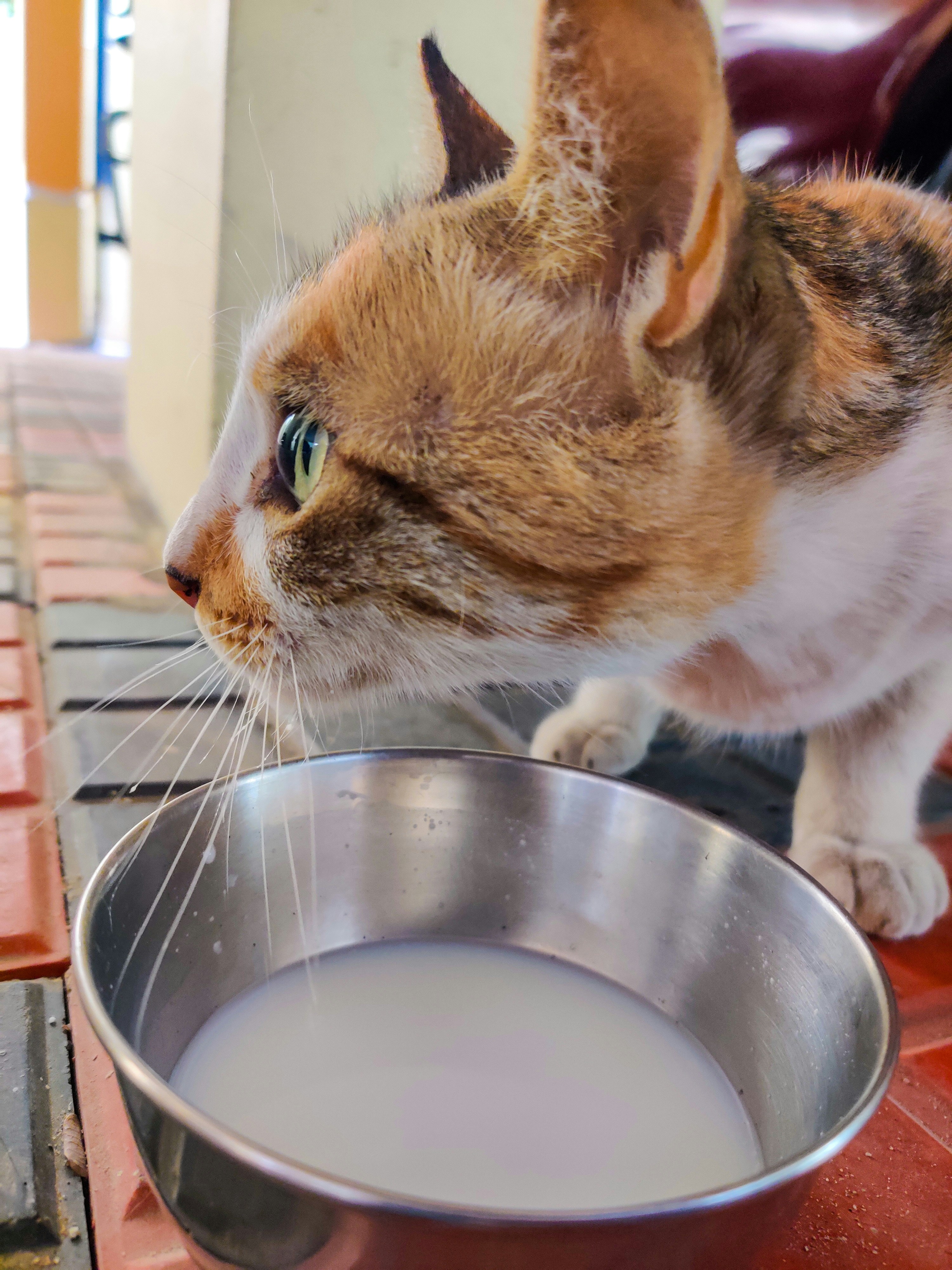 Paw Dipping: Water Bowl Experiments (image credits: unsplash)