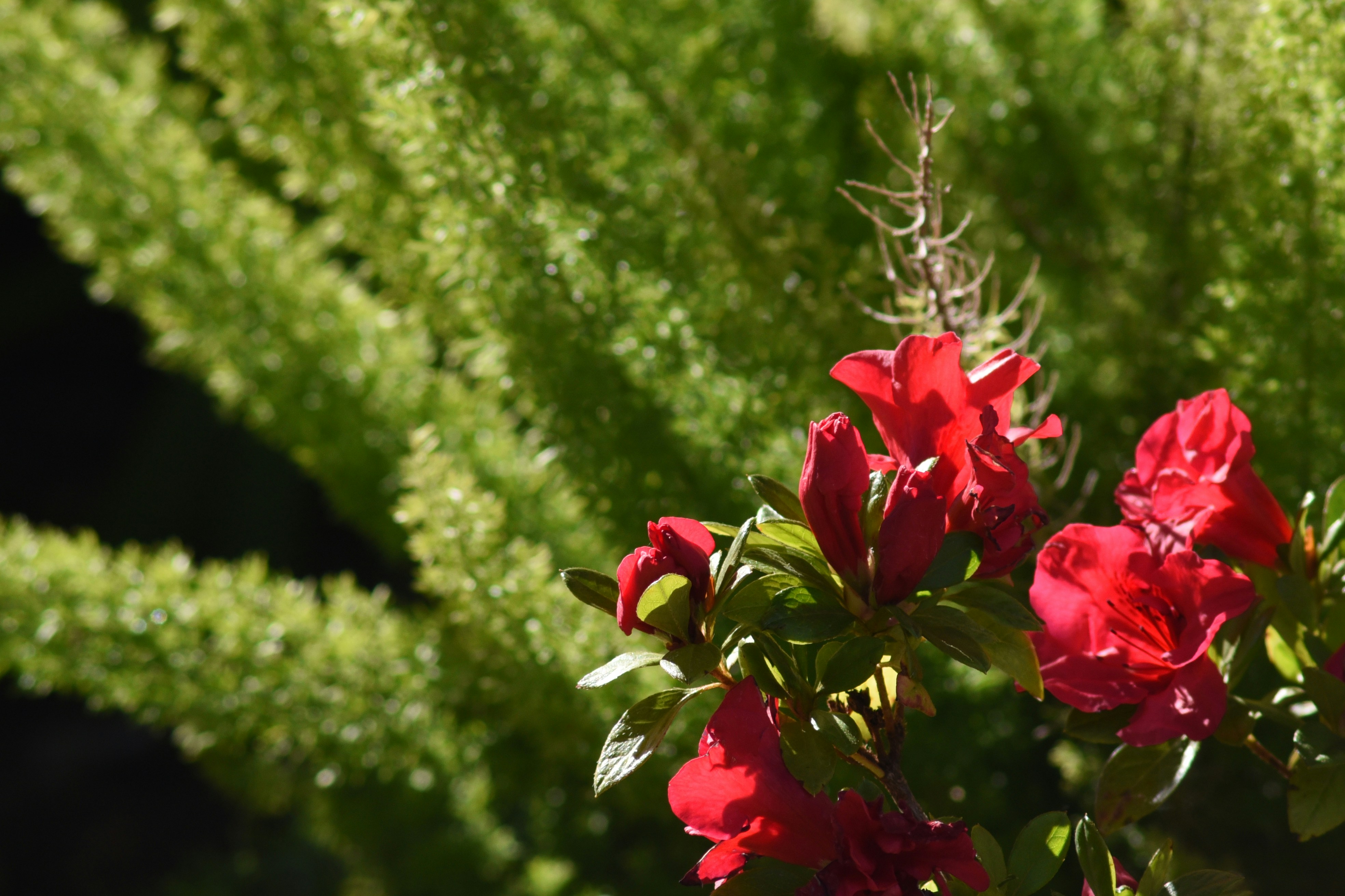a close up of a flower