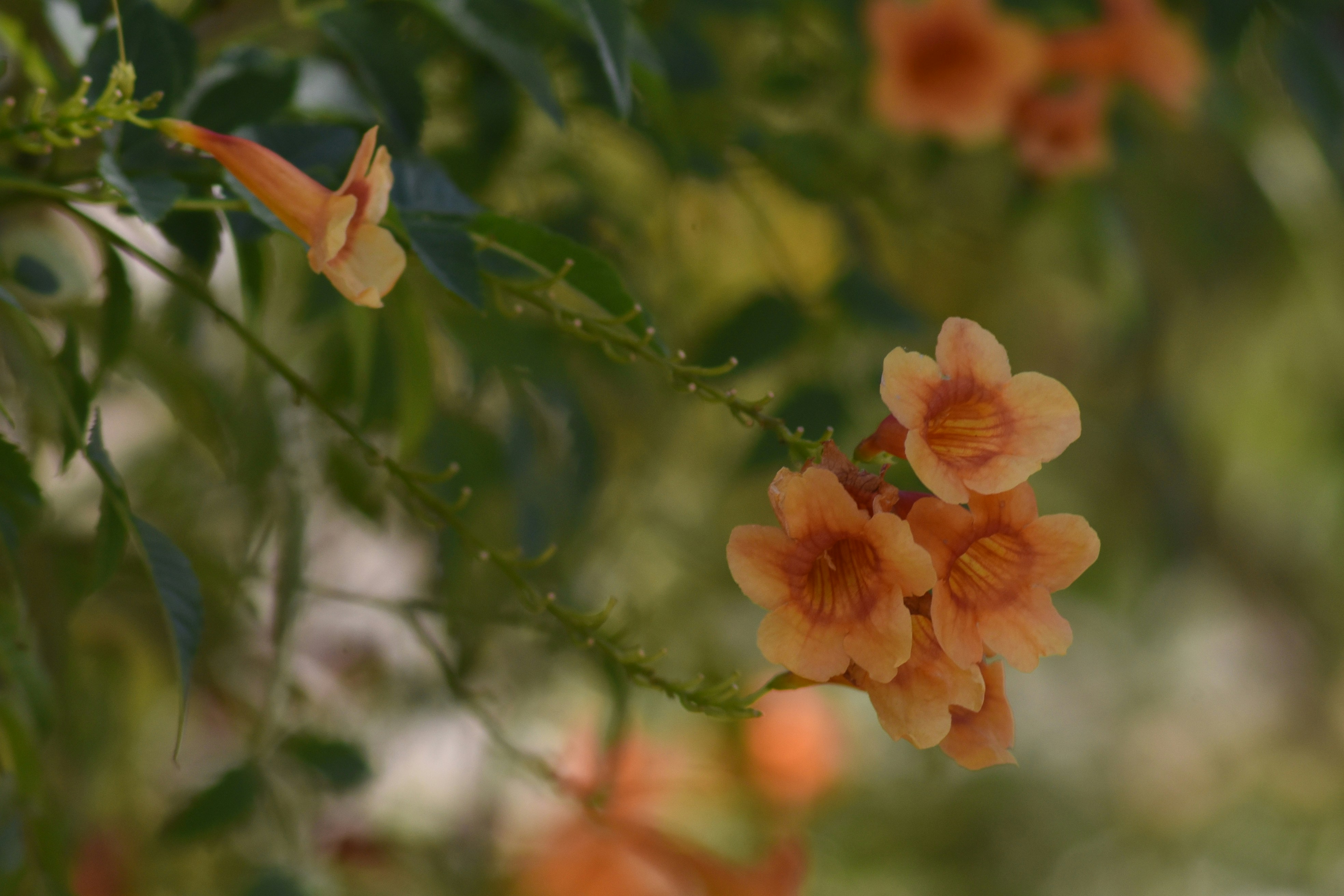 close up of flowers