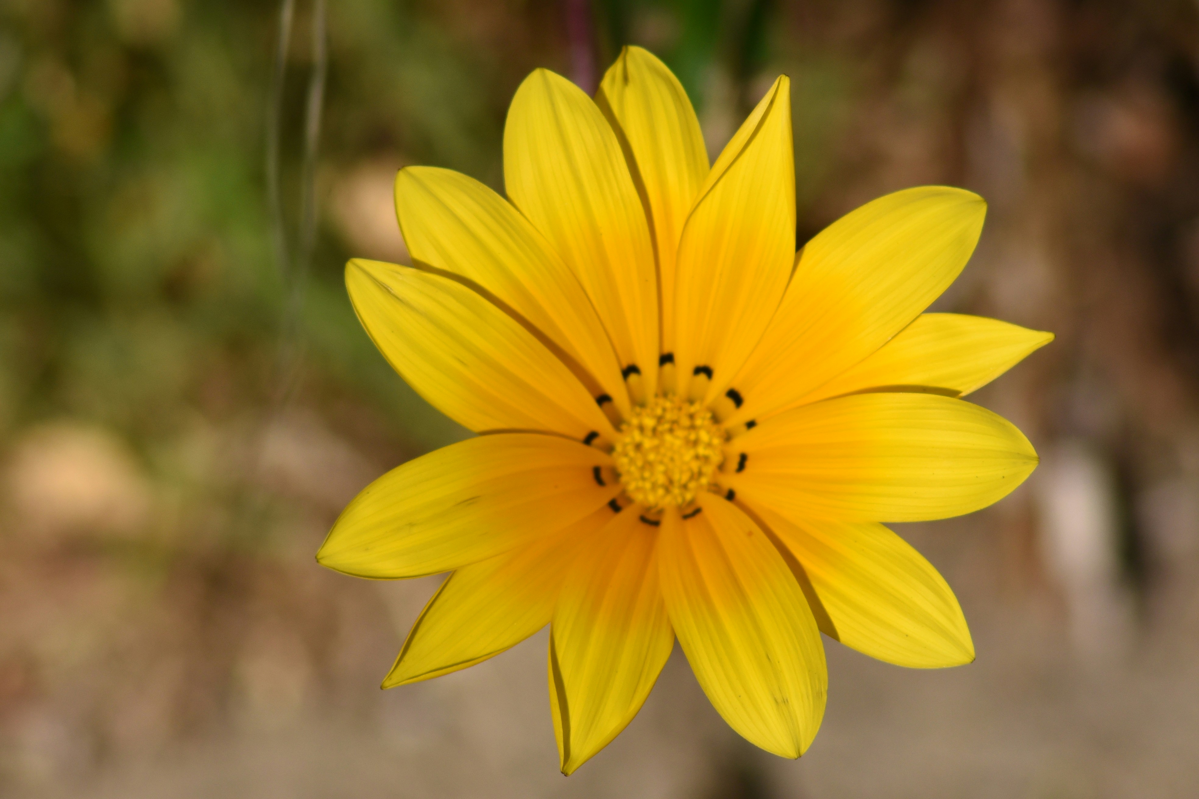 a yellow flower with a black center