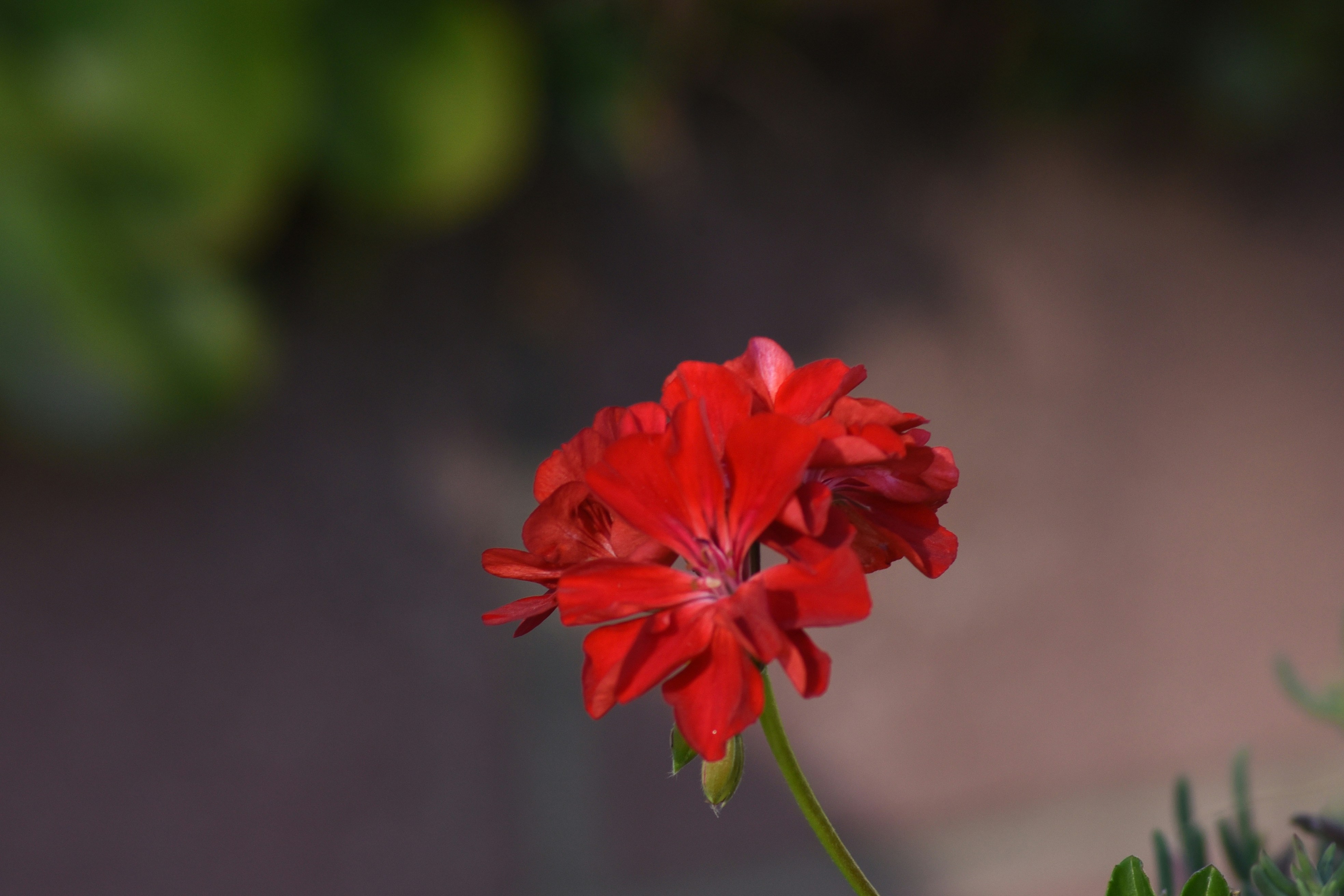a red flower with green leaves