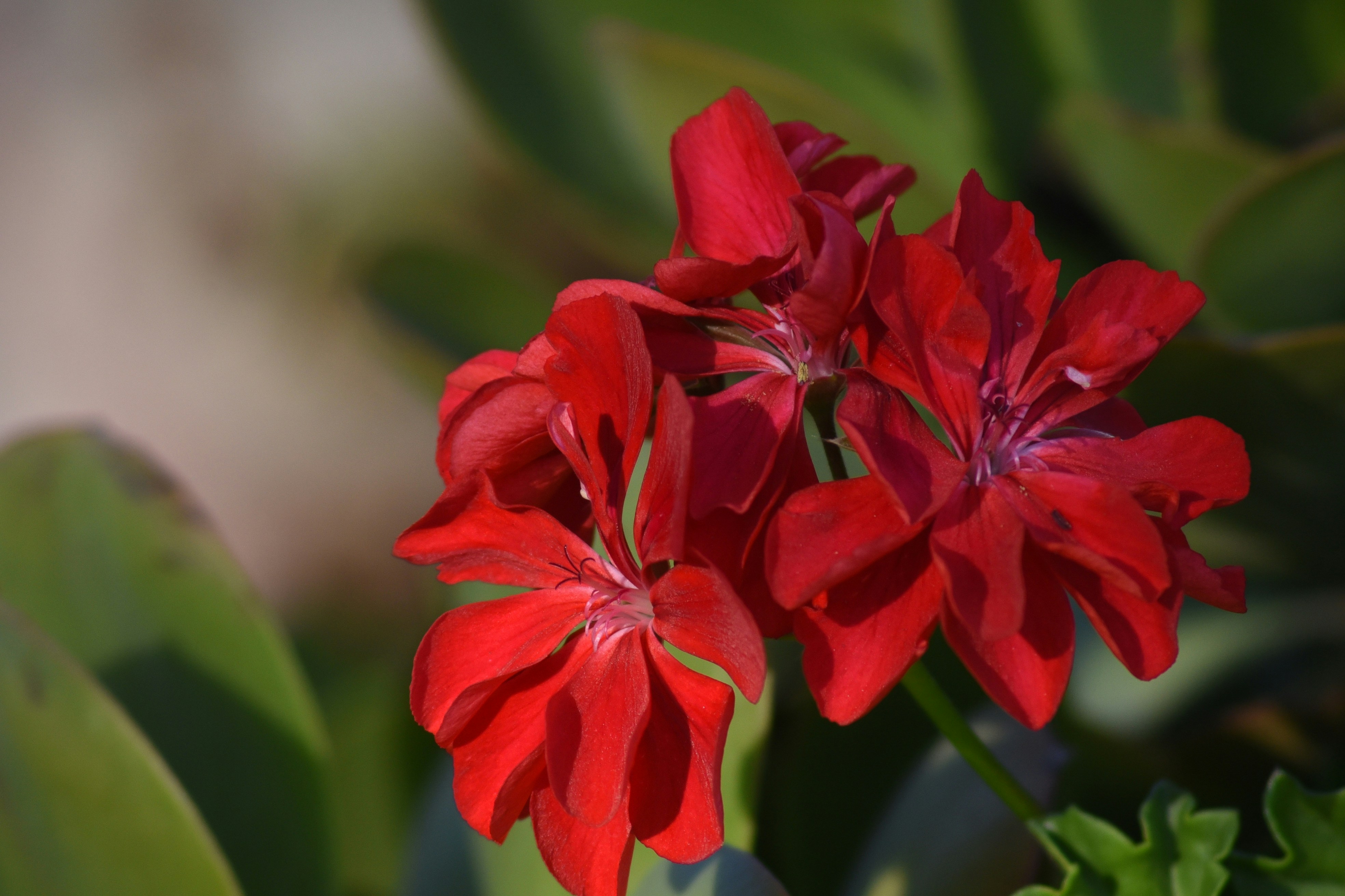 a close up of a flower