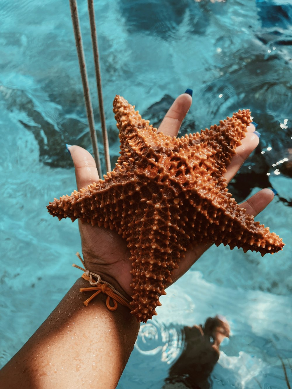 una mano sosteniendo una estrella de mar