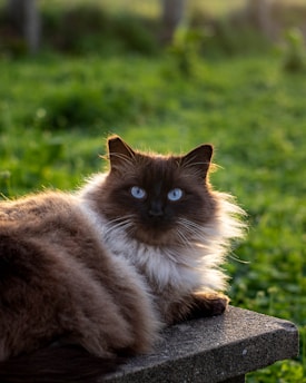 A beautiful Highland Lynx cat lounging in a sunny garden.