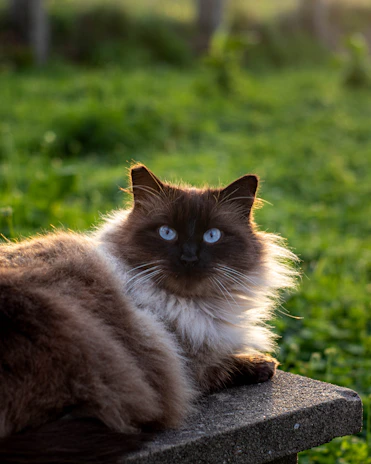 A fluffy ragdoll cat with striking blue eyes lounging gracefully on a sunlit windowsill.