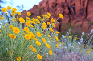 a field of yellow flowers