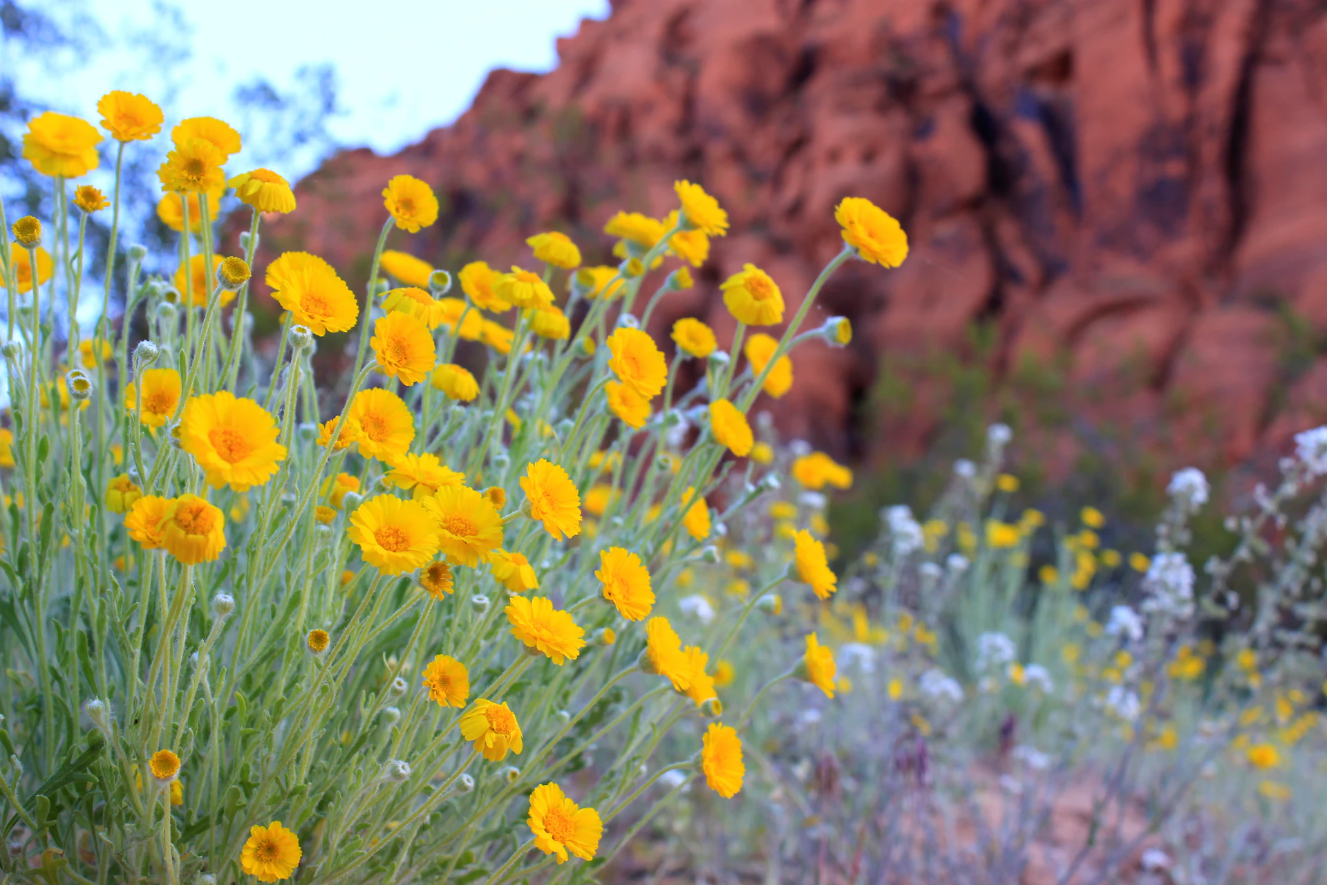 Yellow desert wildflowers below red rock