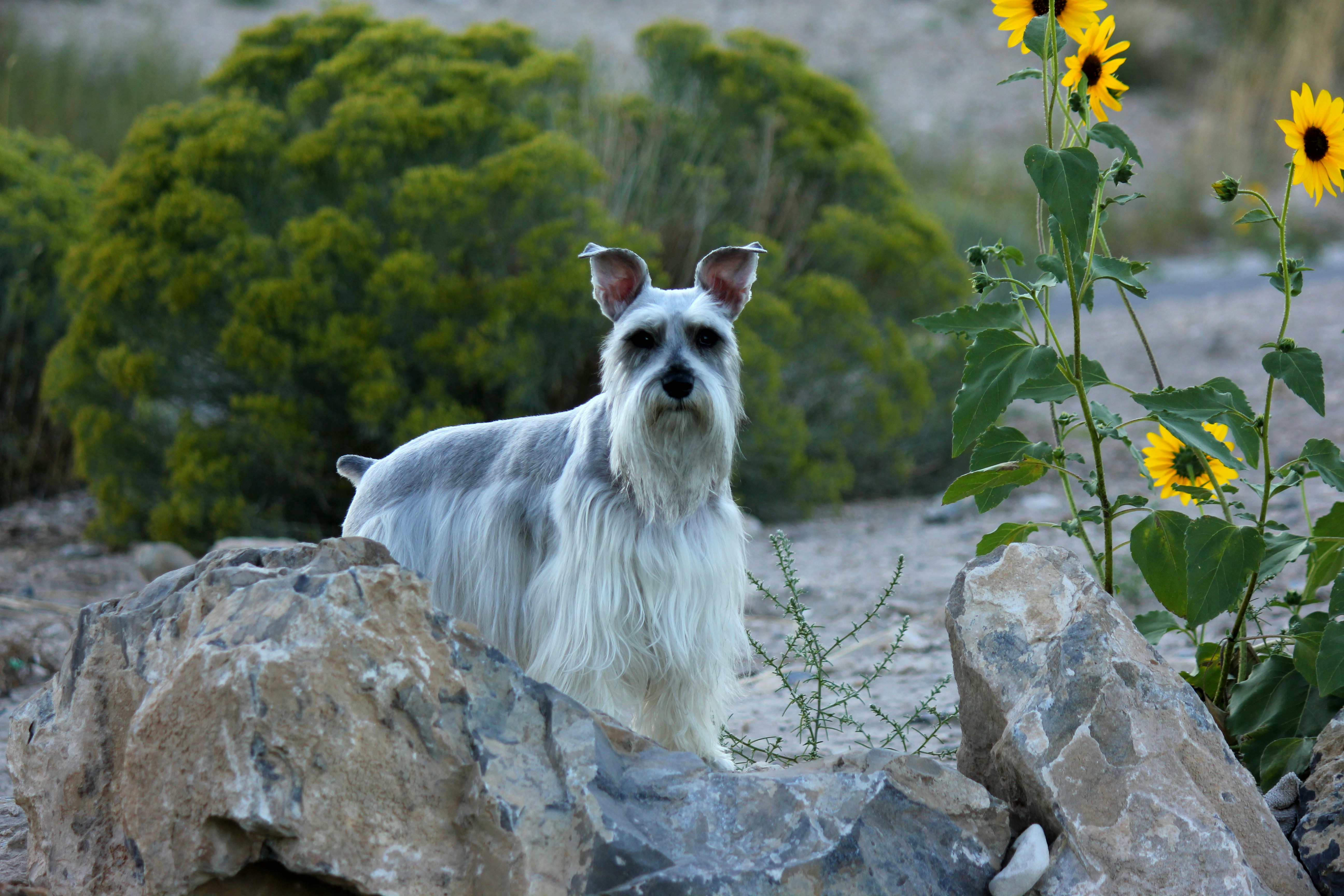 Miniature Schnauzer: The Alert Companion (image credits: unsplash)