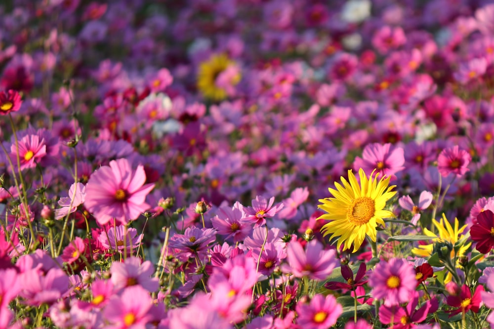Foto Un campo de flores coloridas – Imagen 日本 愛媛県 gratis en Unsplash