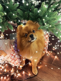 a dog in a christmas tree